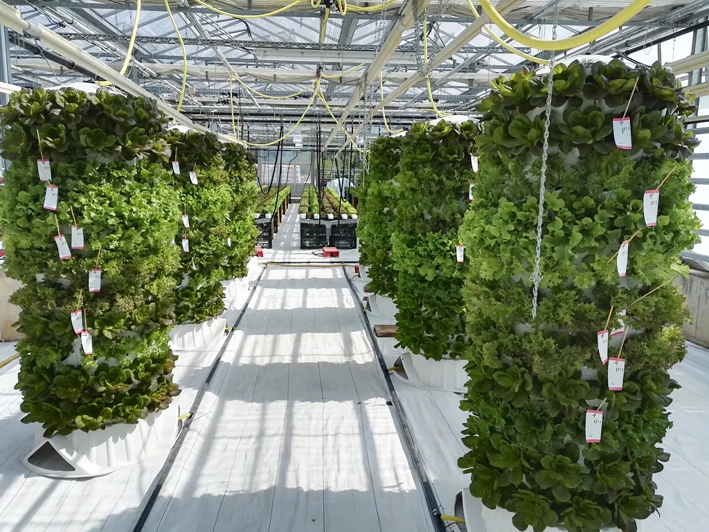 Instalație hidroponică verticală cu plante cultivate în interior sub lumină artificială