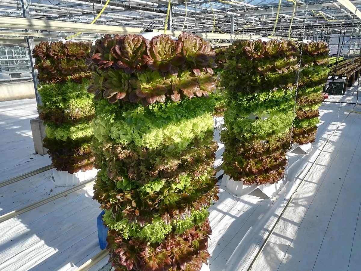 Sistem hidroponic cu plante verzi crescute în jgheaburi, cu rădăcinile în soluție nutritivă