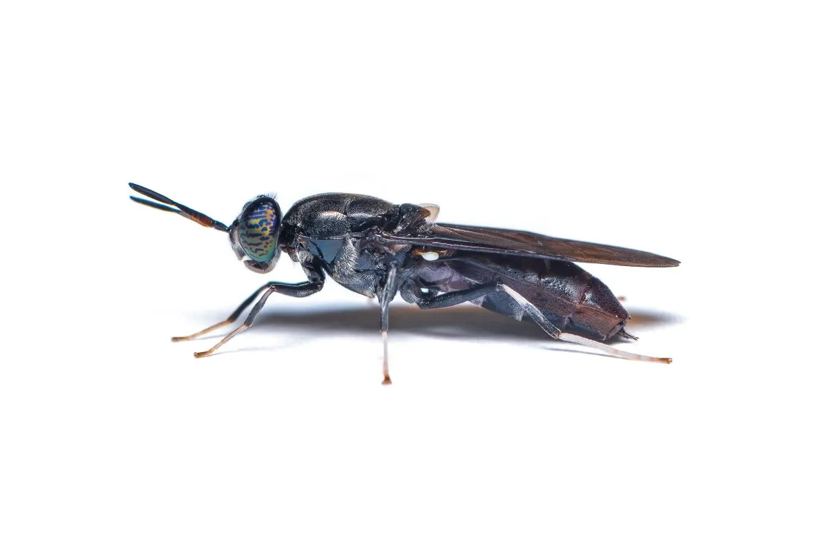 Musca soldat negru (Hermetia illucens) fotografiată în prim-plan pe o suprafață deschisă la culoare
