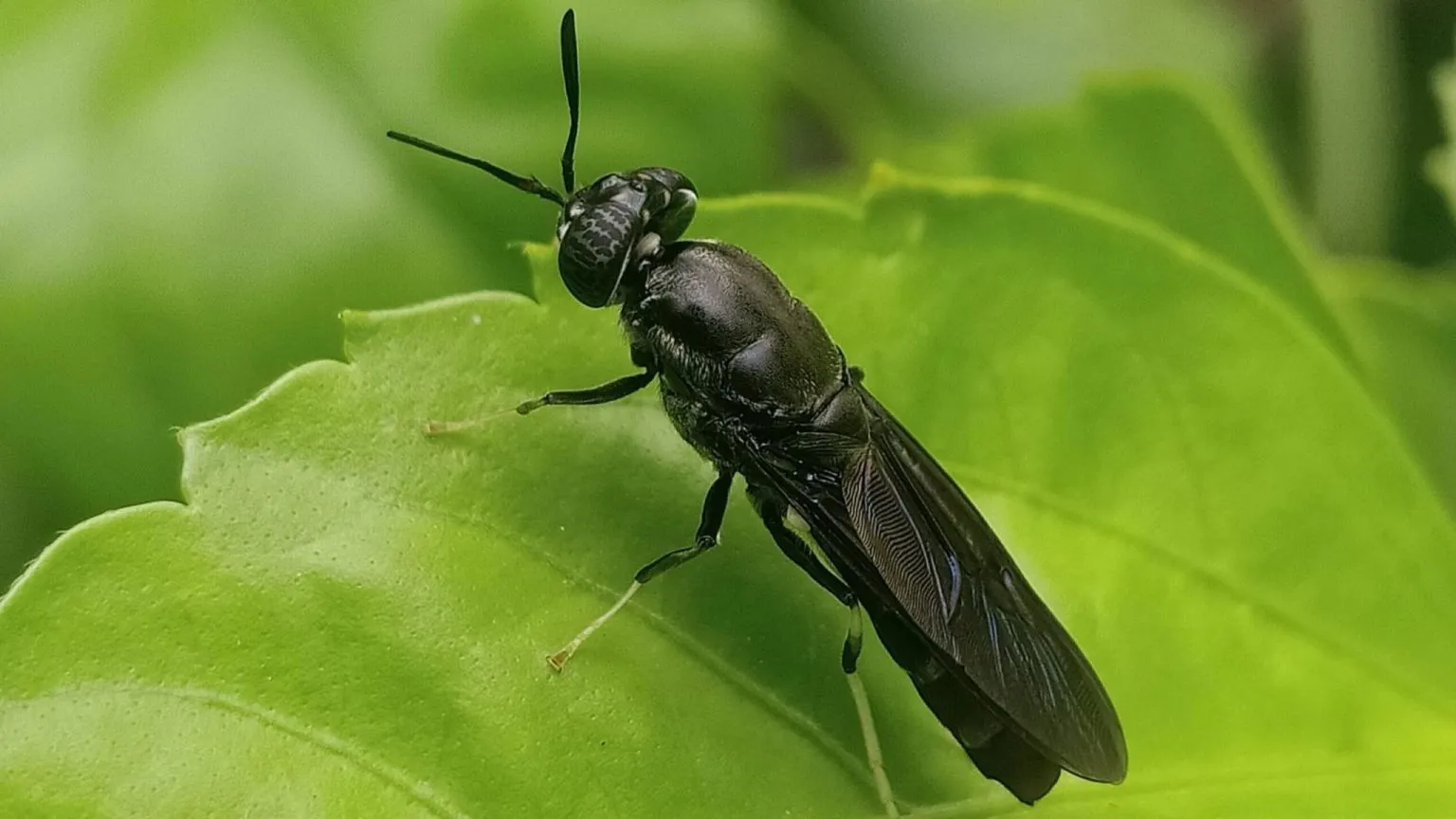 Larve de muscă soldat negru într-un substrat de compost, folosite pentru bioconversia deșeurilor organice